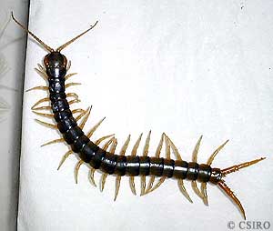 Centipede Australia