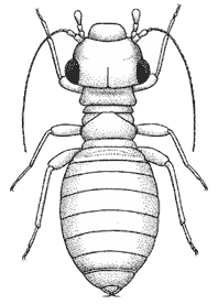 Lepinotus reticulatus