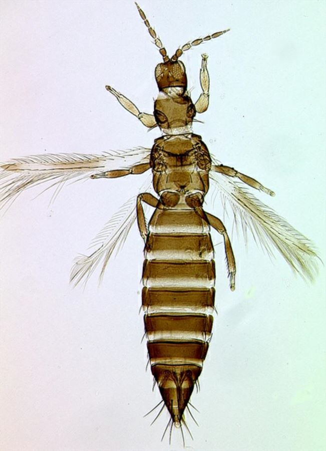Tergite Insect Factsheet - Megalurothrips