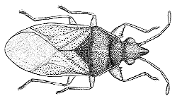 Heteroptera