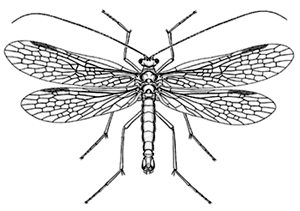 scorpion fly life cycle