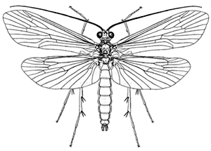 caddis fly larvae clip art