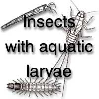 Insects with aquatic larvae