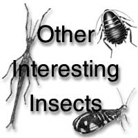 Other interesting insects