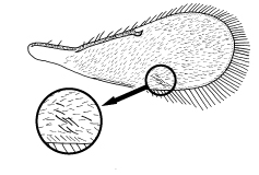 Key to Encarsia species attacking silverleaf and greenhouse whitefly in ...